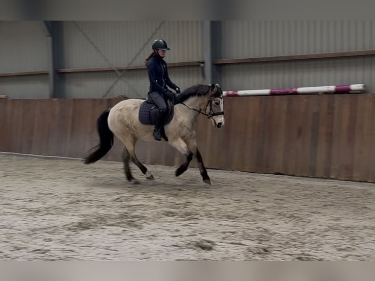 New Forest Pony Stute 9 Jahre 146 cm Falbe in Zieuwent