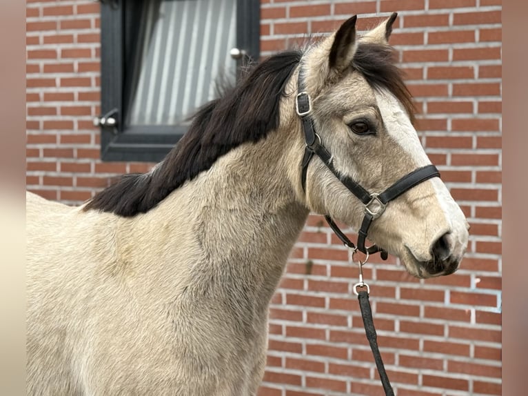 New Forest Pony Stute 9 Jahre 146 cm Falbe in Zieuwent