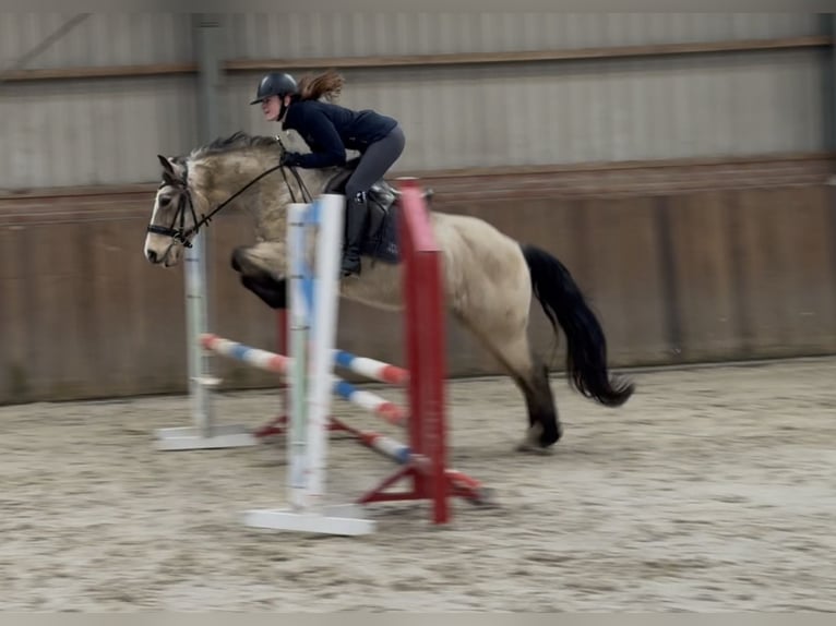 New Forest Pony Stute 9 Jahre 146 cm Falbe in Zieuwent