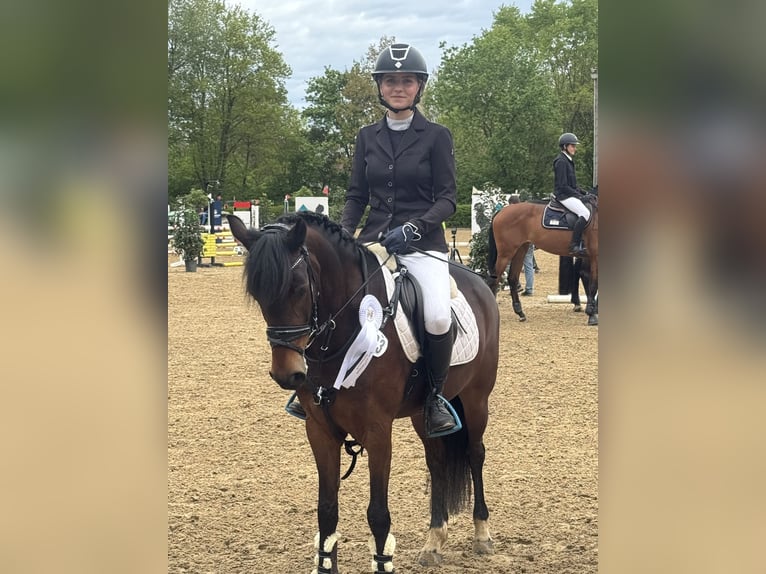 New Forest Pony Stute 9 Jahre 147 cm Dunkelbrauner in WinnendenWinnenden
