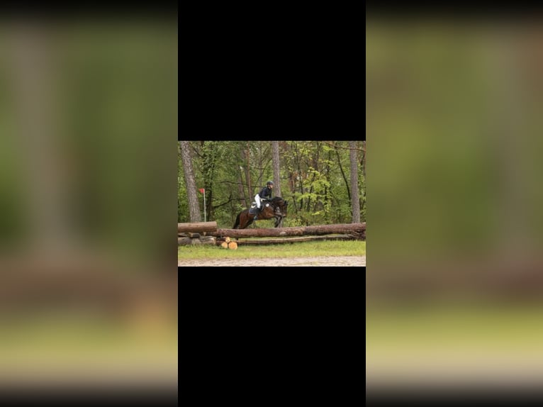 New Forest Pony Stute 9 Jahre 147 cm Dunkelbrauner in WinnendenWinnenden