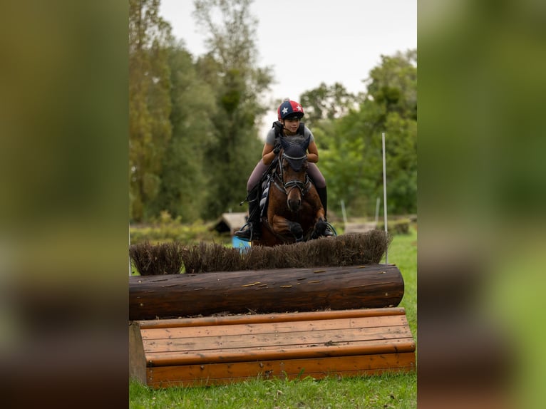 New Forest Pony Stute 9 Jahre 147 cm Dunkelbrauner in WinnendenWinnenden