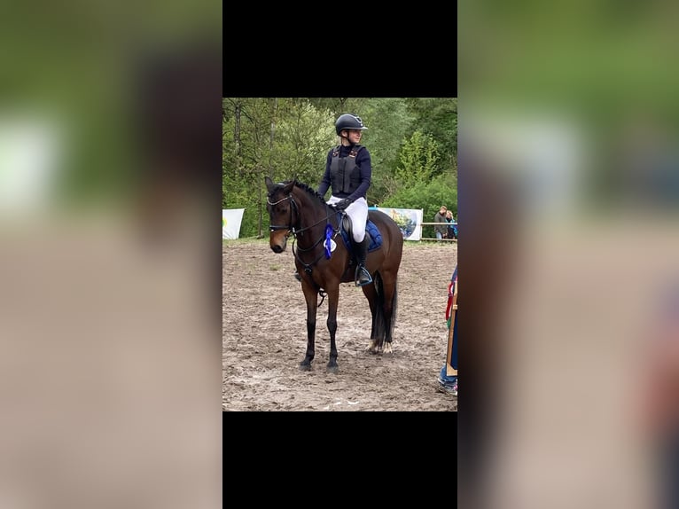 New Forest Pony Stute 9 Jahre 147 cm Dunkelbrauner in WinnendenWinnenden