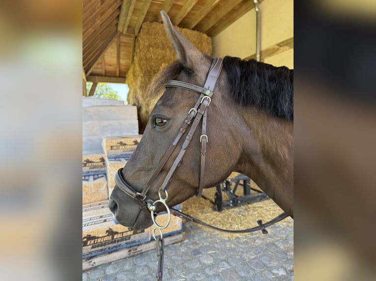 New Forest Pony Stute 9 Jahre 148 cm Schwarzbrauner in Kaulille
