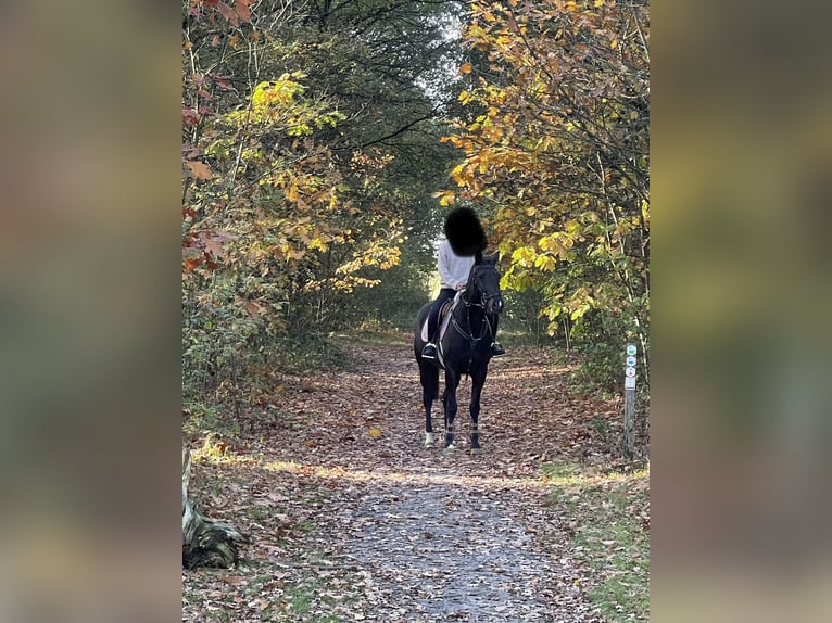New Forest Pony Stute 9 Jahre 148 cm Schwarzbrauner in Kaulille