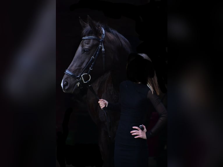 New Forest Pony Stute 9 Jahre 148 cm Schwarzbrauner in Kaulille