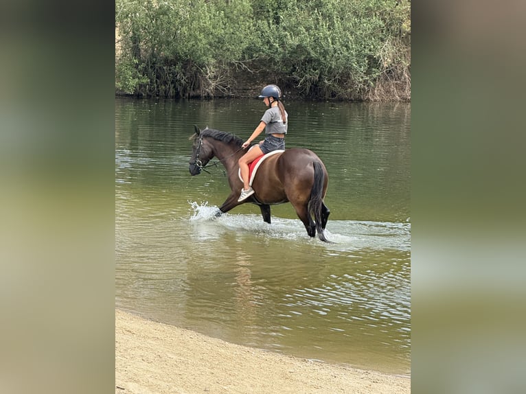 New Forest Pony Stute 9 Jahre 148 cm Schwarzbrauner in Kaulille