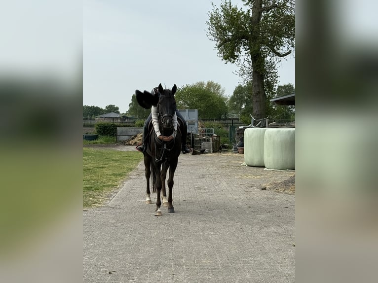 New Forest Pony Stute 9 Jahre 148 cm Schwarzbrauner in Kaulille