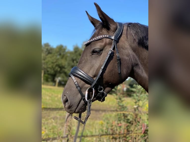 New Forest Pony Stute 9 Jahre 148 cm Schwarzbrauner in Kaulille