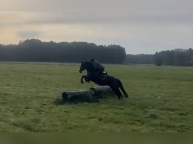 New Forest Pony Stute 9 Jahre 152 cm Brauner in Zülow