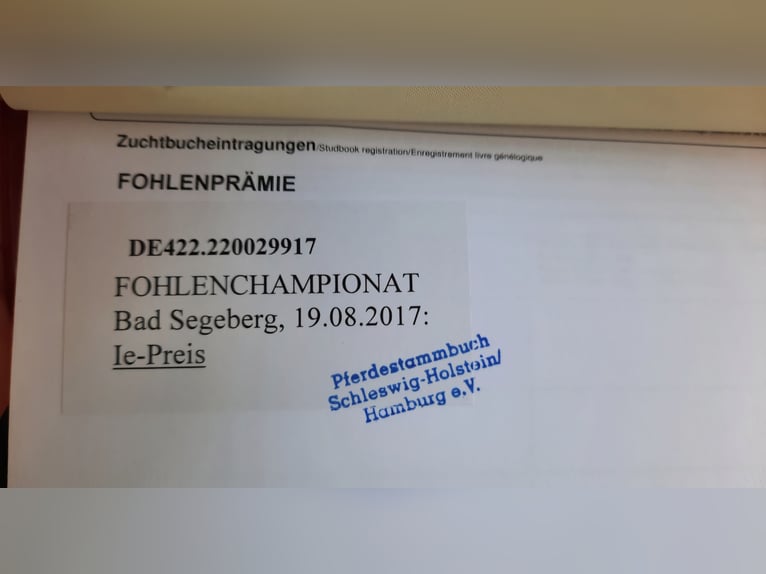 New Forest Pony Stute 9 Jahre 152 cm Brauner in Zülow