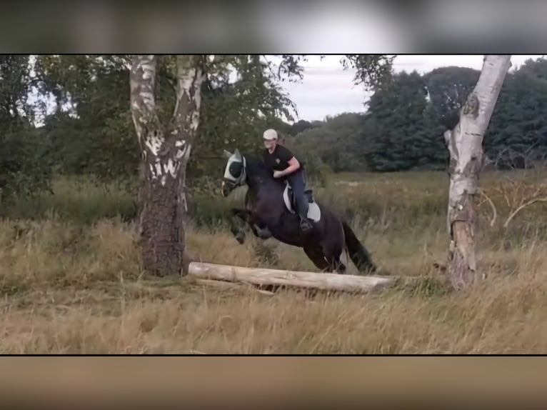 New Forest Pony Stute 9 Jahre 152 cm Brauner in Zülow