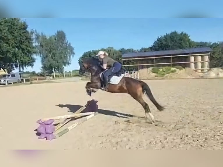 New Forest Pony Stute 9 Jahre 152 cm Brauner in Zülow