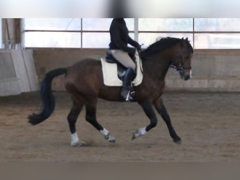 New Forest Pony Stute 9 Jahre 152 cm Brauner in Zülow