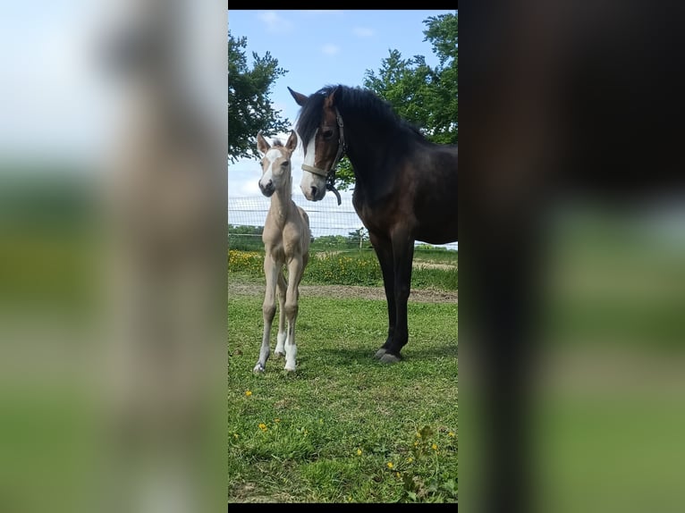 New Forest Pony Stute Fohlen (05/2025) 146 cm Buckskin in Koningsbosch