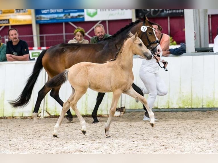 New Forest Pony Stute Fohlen (05/2025) 146 cm Buckskin in Koningsbosch