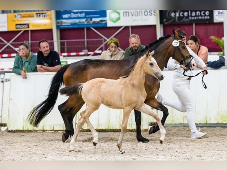 New Forest Pony Stute Fohlen (05/2025) 146 cm Buckskin in Koningsbosch
