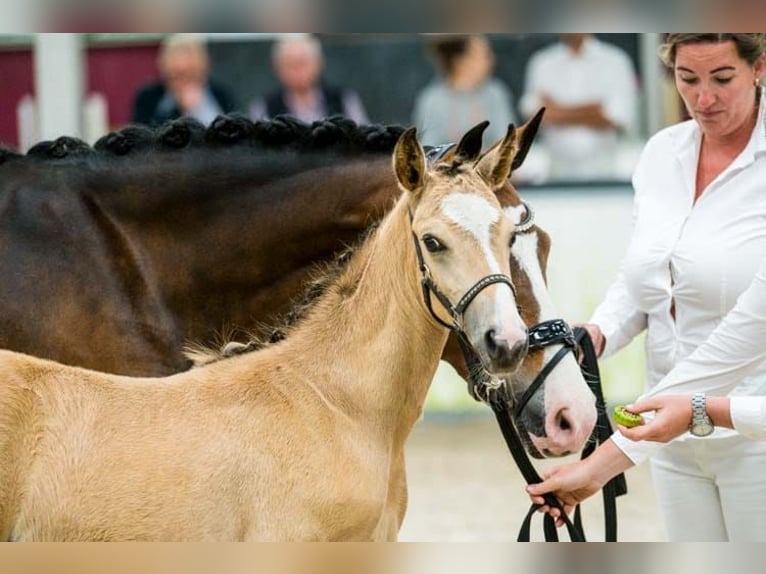 New Forest Pony Stute Fohlen (05/2025) 146 cm Buckskin in Koningsbosch