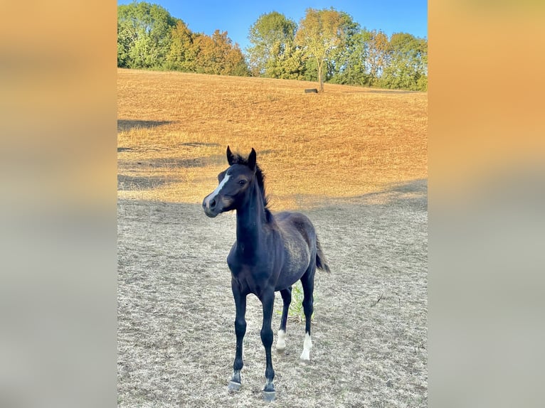 New Forest Pony Stute Fohlen (03/2026) Rappe in Miers