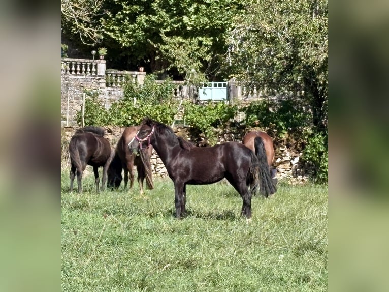 New Forest Pony Stute Fohlen (03/2026) Rappe in Miers
