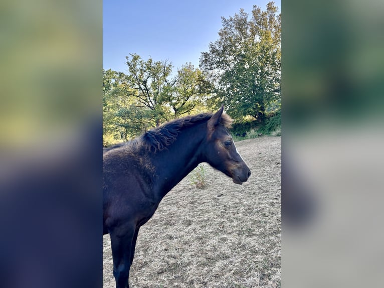 New Forest Pony Stute Fohlen (03/2026) Rappe in Miers