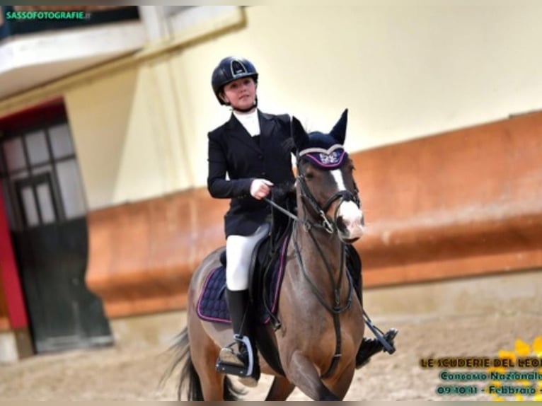 New Forest Pony Wallach 10 Jahre 138 cm Rotbrauner in Pavia