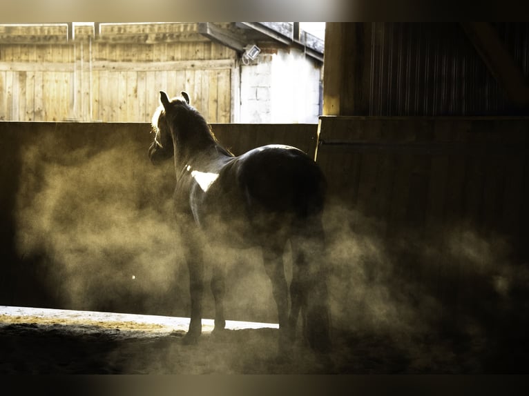 New Forest Pony Wallach 10 Jahre 143 cm Brauner in Finsing