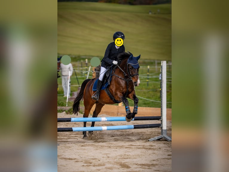 New Forest Pony Wallach 10 Jahre 143 cm Brauner in Finsing