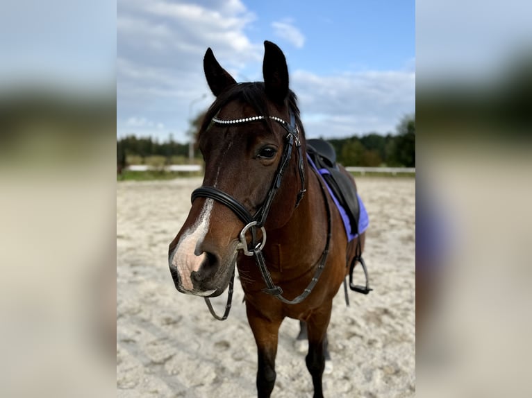 New Forest Pony Wallach 10 Jahre 143 cm Brauner in Finsing