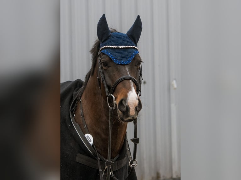 New Forest Pony Wallach 10 Jahre 143 cm Brauner in Finsing