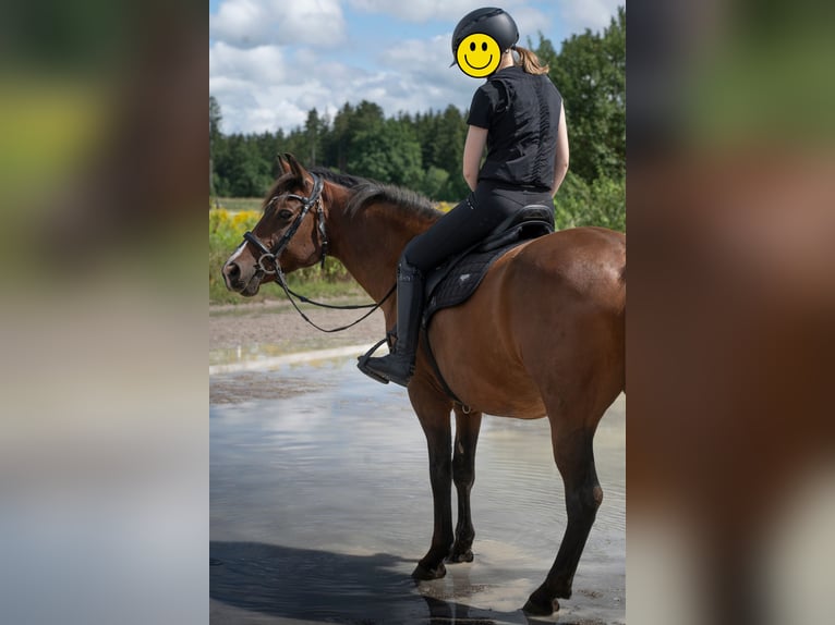 New Forest Pony Wallach 10 Jahre 143 cm Brauner in Finsing