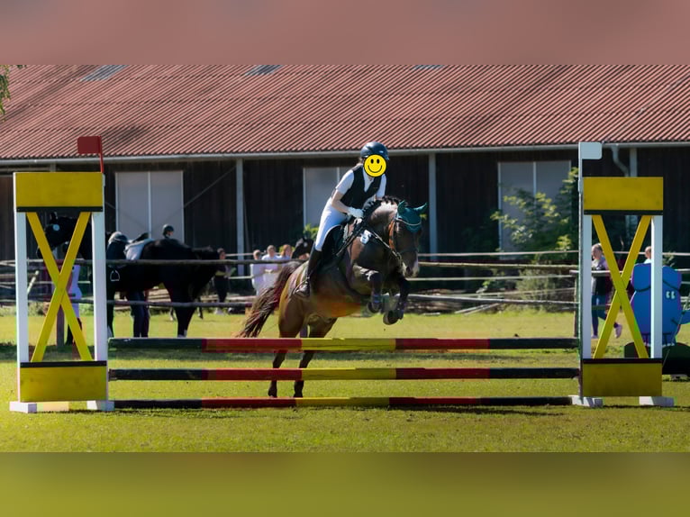 New Forest Pony Wallach 10 Jahre 143 cm Brauner in Finsing