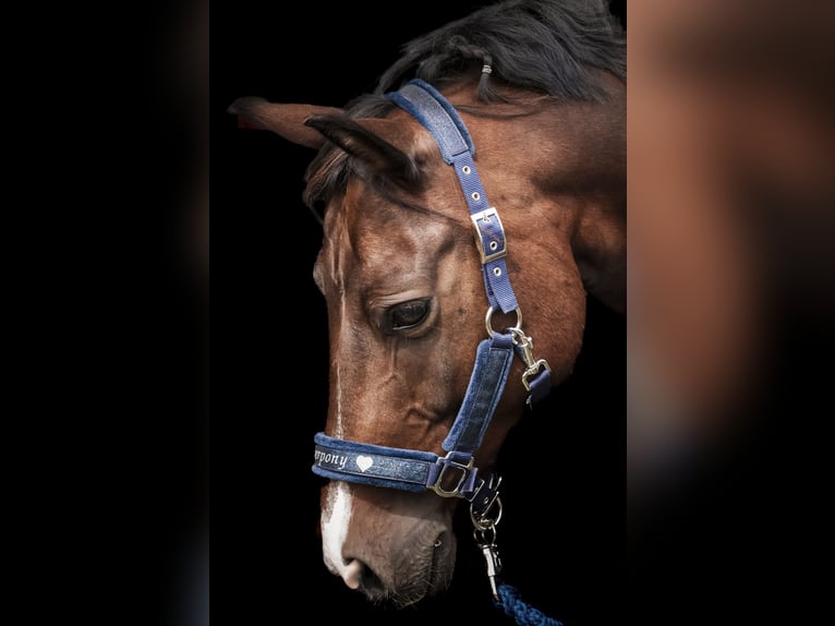 New Forest Pony Wallach 10 Jahre 143 cm Brauner in Finsing