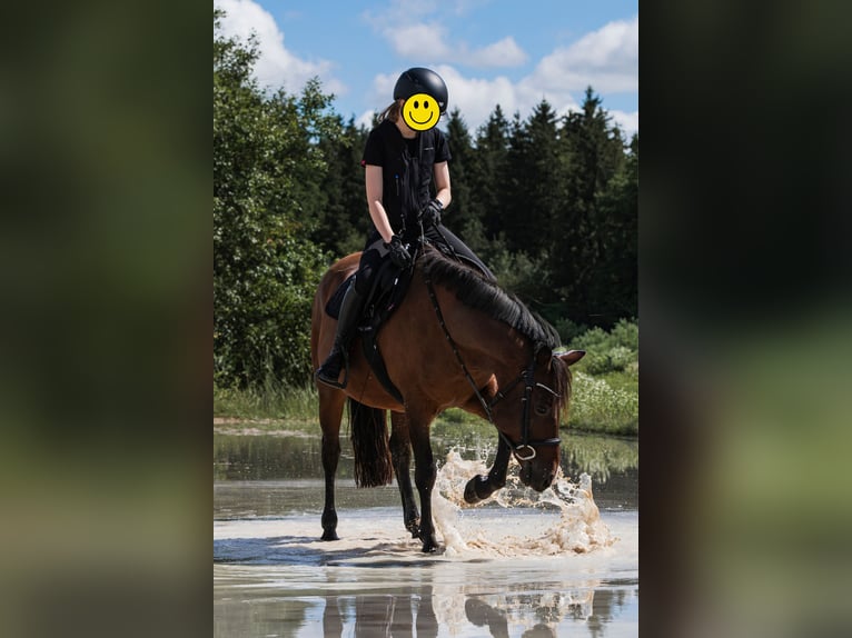 New Forest Pony Wallach 10 Jahre 143 cm Brauner in Finsing