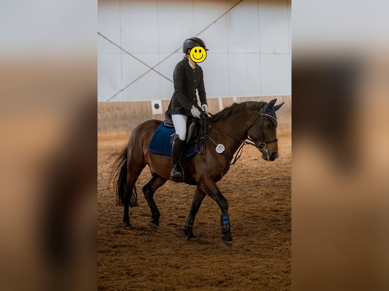 New Forest Pony Wallach 10 Jahre 143 cm Brauner in Finsing