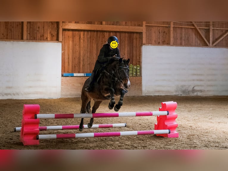 New Forest Pony Wallach 10 Jahre 143 cm Brauner in Finsing
