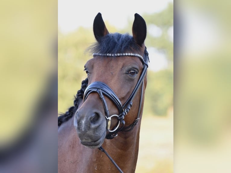 New Forest Pony Wallach 10 Jahre 145 cm Brauner in Selm