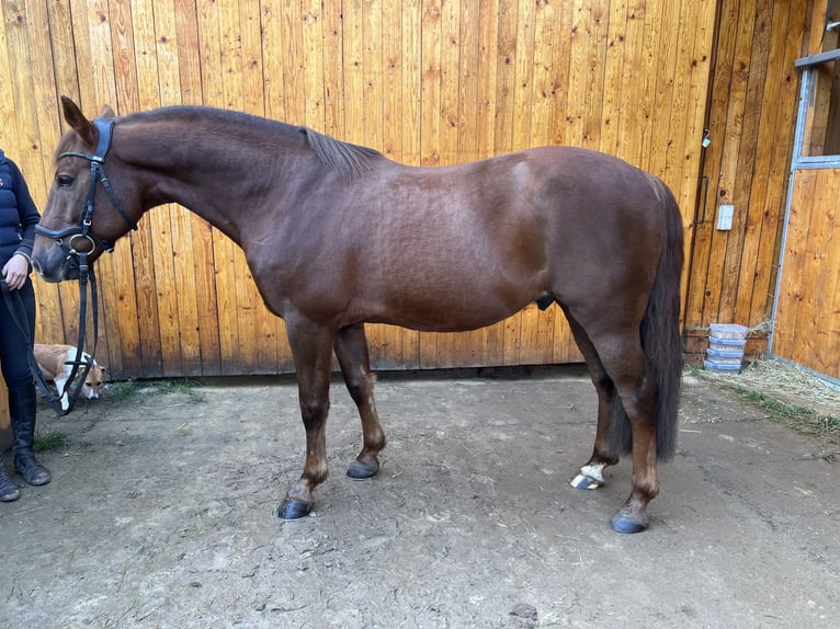 New Forest Pony Wallach 10 Jahre 152 cm Dunkelfuchs in Watzdorf