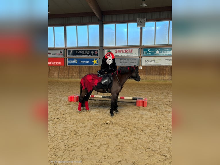 New Forest Pony Wallach 11 Jahre 128 cm Rappe in Uedem