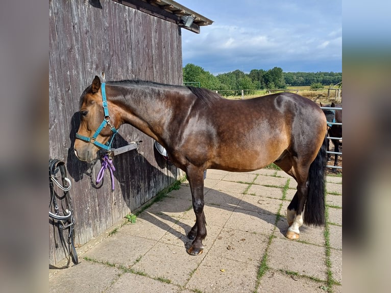 New Forest Pony Wallach 11 Jahre 146 cm Dunkelbrauner in Toppenstedt
