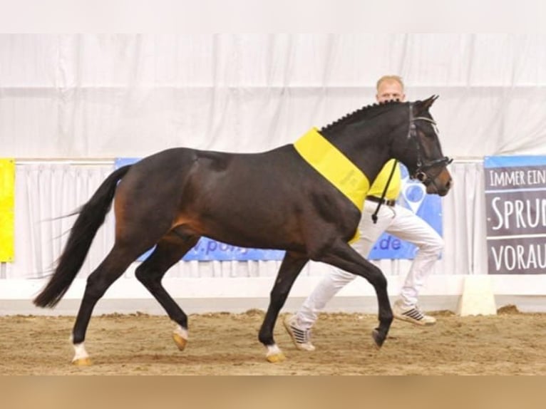 New Forest Pony Wallach 11 Jahre 146 cm Dunkelbrauner in LangenpeuerbachPeuerbach