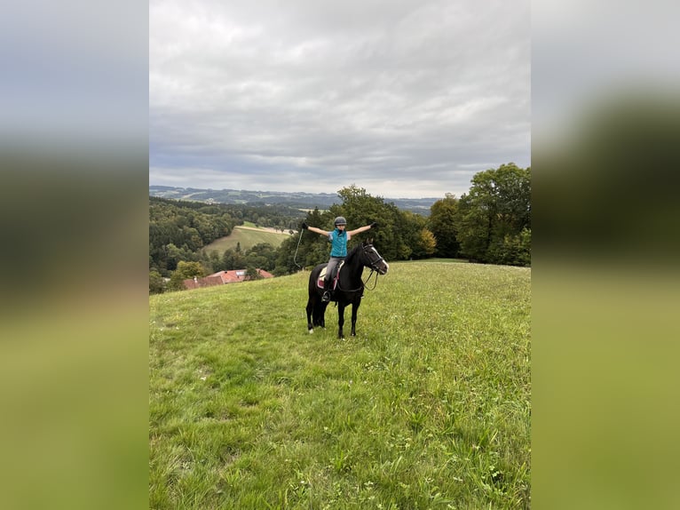 New Forest Pony Wallach 11 Jahre 146 cm Dunkelbrauner in LangenpeuerbachPeuerbach