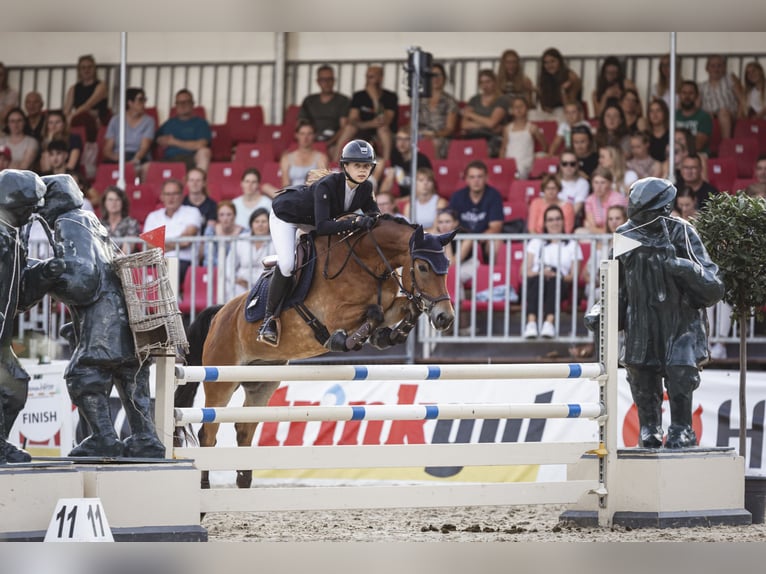 New Forest Pony Wallach 11 Jahre 148 cm Brauner in Straelen