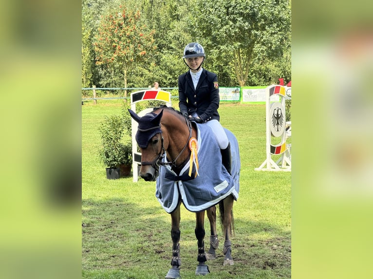 New Forest Pony Wallach 11 Jahre 148 cm Brauner in Straelen