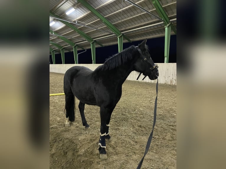 New Forest Pony Wallach 12 Jahre 145 cm Rappe in Passail