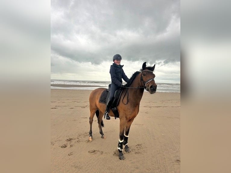 New Forest Pony Wallach 12 Jahre 147 cm Brauner in Utrecht