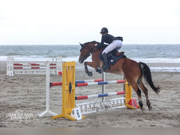 New Forest Pony Wallach 12 Jahre 148 cm Brauner in Straelen