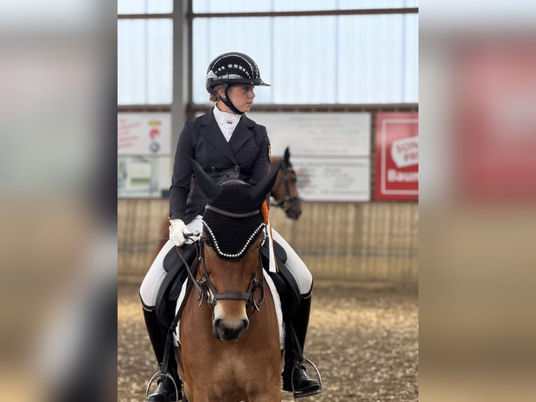 New Forest Pony Wallach 12 Jahre 148 cm Brauner in Straelen