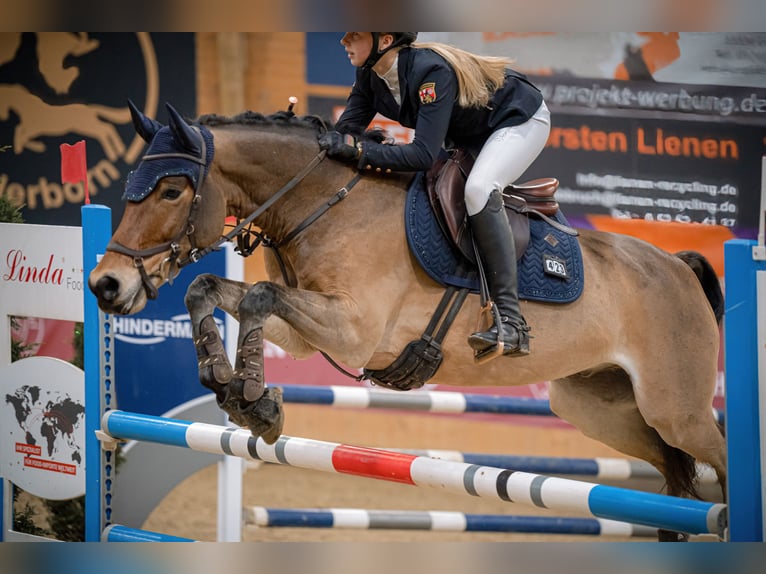 New Forest Pony Wallach 12 Jahre 148 cm Brauner in Straelen