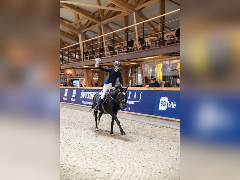 New Forest Pony Wallach 13 Jahre 145 cm Dunkelbrauner in Kaunas